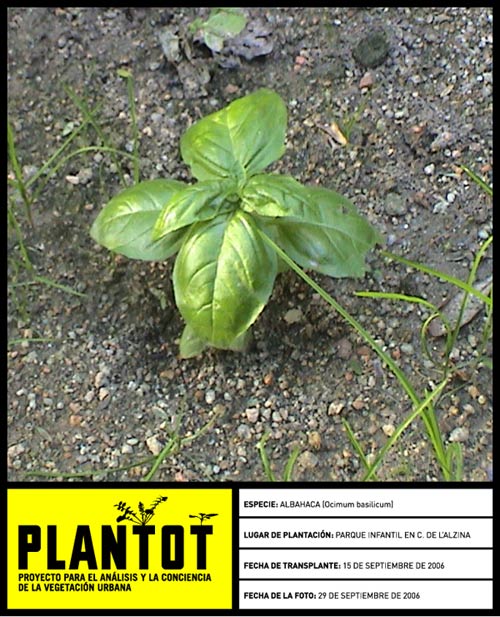 albahaca plantot