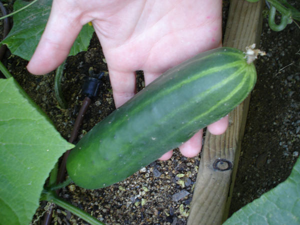 pepino plantot frutos cosecha cucomber harvest